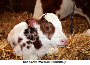 Κόκκινο νεογέννητο Holstein μοσχαράκι