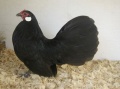 Rose comb clean legged bantam class.jpg