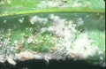Aleurothrixus floccosus σε φύλλο ροδιάς .jpg
