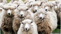 Πρόβατα.jpg