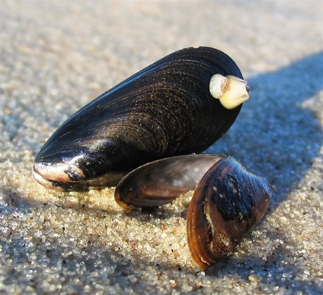 Αρχείο:Μύδια (Mytilus edulis) III.jpg