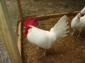 Rose comb clean legged bantam class, Leghorns.jpg