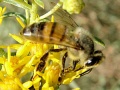 Apis Melifera ligustica.jpg