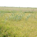 Phragmites communis (Νεροκάλαμο).jpg