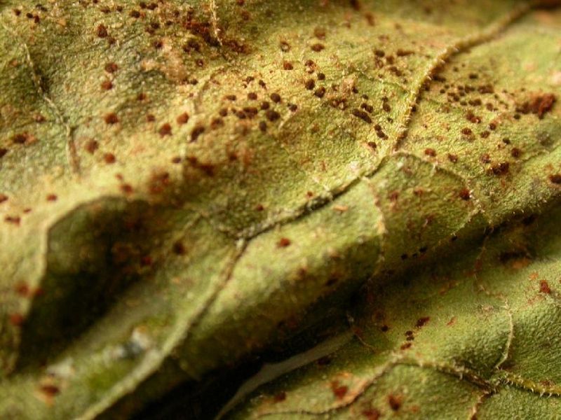 Αρχείο:Προσβολή φύλλου ηλίανθου από Σκωρίαση.jpg