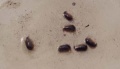 Triops cancriformis.jpg