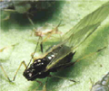 Aphis gossypii.png