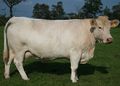 Charolais II.jpg