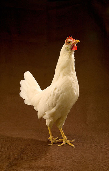 Αρχείο:Leghorn.jpg
