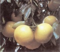 Marsch (Marsch Seedless, White Marsh).jpg