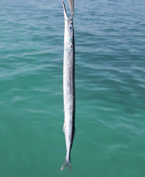 Αρχείο:Ζαργάνα (Belone belone) II.jpg
