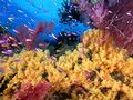 Αλιεία κοραλλιών II.jpg