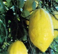 Etrog.jpg