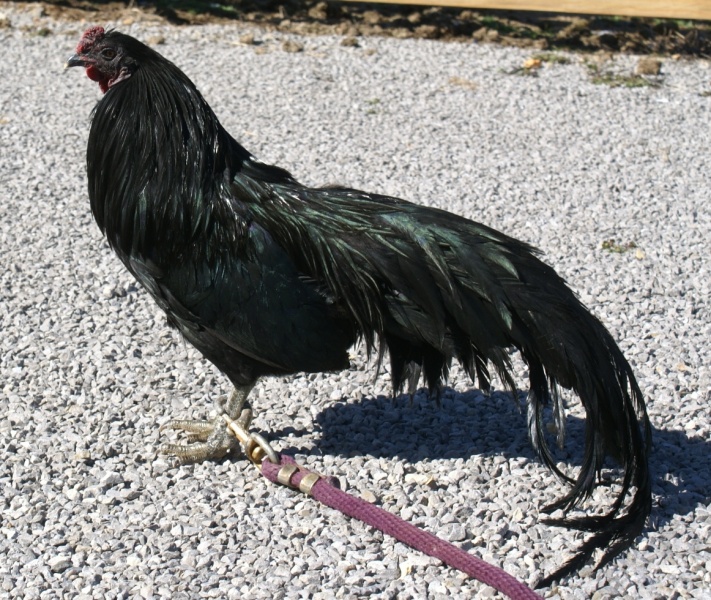 Αρχείο:Sumatras II.jpg