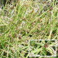Scirpus mucronatus (Σκίρπο).jpg