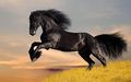 Εντυπωσιακό μαύρο άλογο.jpg