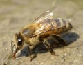 Apis mellifera cekropia.jpg