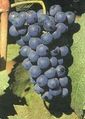 Carmenere.jpg