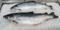 Salmon salar (Salmon salar) III.jpg