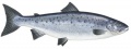 Salmon salar (Salmon salar) II.jpg