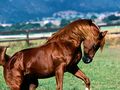 Αραβικά άλογα.jpg
