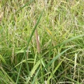 Typha spp. (Ψαθί).jpg