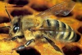 Apis mellifera caucasica.jpg