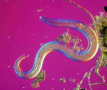 Phasmarhabditis hermaphroditae