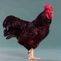 Rose comb clean legged bantam class, Rhode islands.jpg