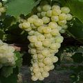 Malvasia candia.jpg