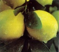 Bearss (Bearss Seedless, Persian).jpg