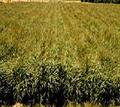 Ανθοφορία switchgrass.png