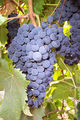 Tannat.jpg