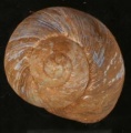 Helix godetiana.jpg