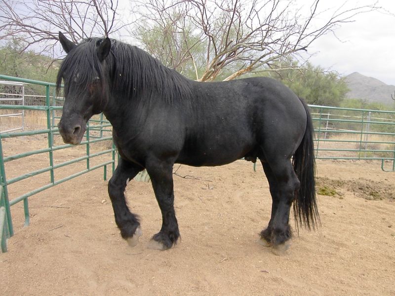 Αρχείο:Φυλή Percheron II.jpg