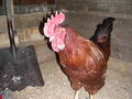 Rhode Island Red.jpg