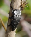 Capnodis tenebrionis.jpg