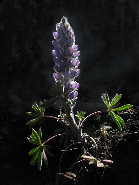 Αρχείο:Lupinus mutabilis.jpg