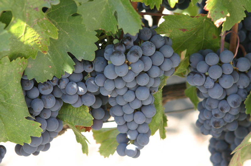 Αρχείο:Malbec.jpg