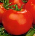 Αναρριχώμενη ποικιλία ντομάτας Galli F1.jpg