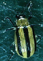 Acalymma trivittatum.png