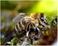 Apis mellifera cypria.jpg