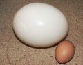Αυγό στρουθοκαμήλου I.jpg