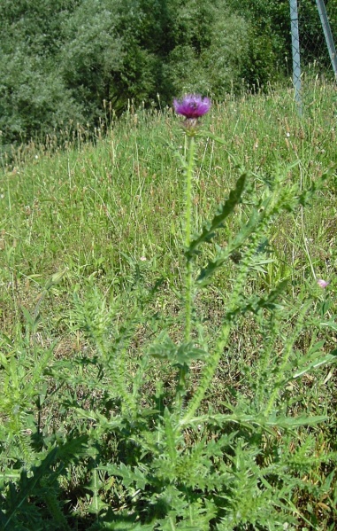 Αρχείο:Cirsium arvense (Κίρσιο).jpg