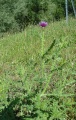 Cirsium arvense (Κίρσιο).jpg