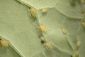 Myzus persicae σε φύλλο ροδακινιάς.jpeg