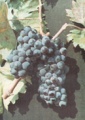 Carignan.jpg