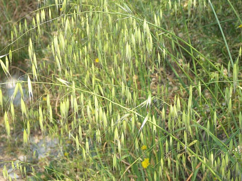 Αρχείο:Avena sterilis L.jpg
