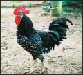 Rose comb clean legged bantam class, Anconas.jpg