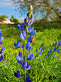 Lupinus angustifolius.jpg